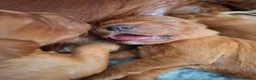 Irish Doodle dogs for sale: 🐾 Beautiful Irishdoodle Puppies - Advert 33