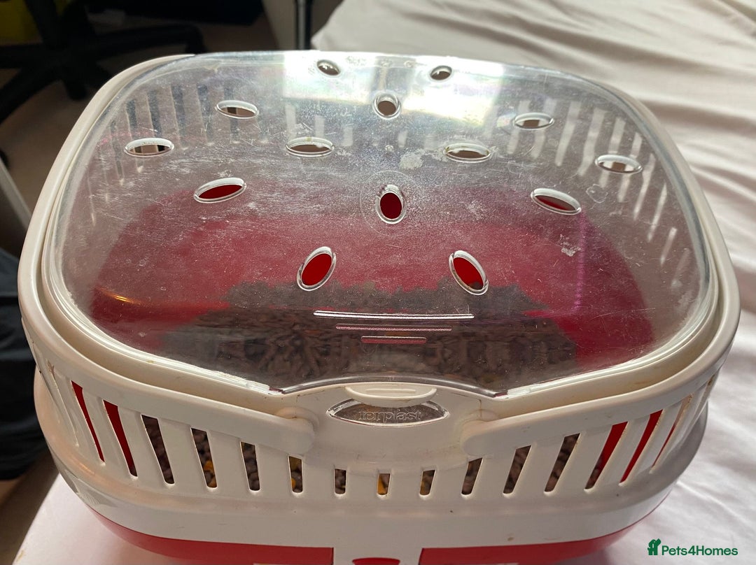 Rat rodents for sale: 😢 IT IS TIME. Ozzy and Murphy Need a New Home 🐀  - Advert 3