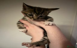Mixed Breed cats for sale: Kittens ready to go! - Advert 8
