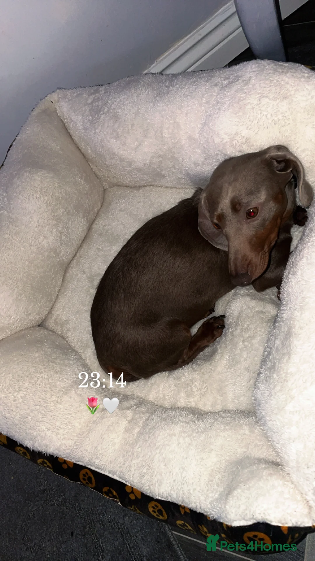 Miniature Dachshund dogs for sale: Dachshund Silver Delph  - Advert 4