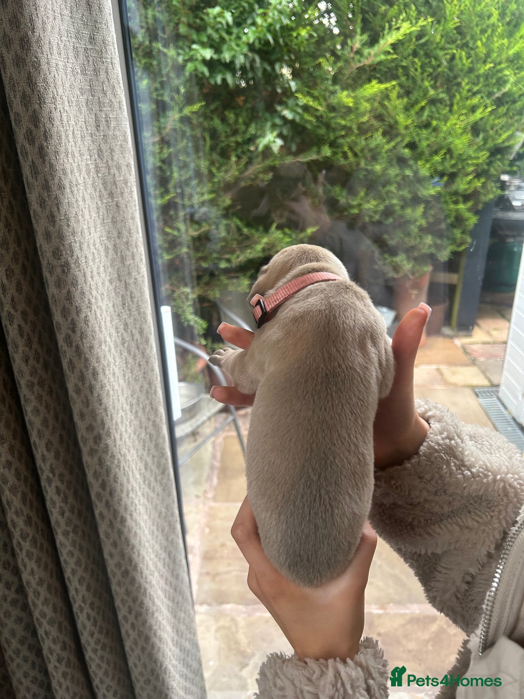 Great Dane dogs for sale: Champion Great Dane puppies for sale - Image 24