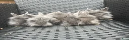Mini Lion Lop rabbits for sale: Ready to go lionhead lops now reduced - Advert 36