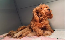 Cockapoo dogs for sale: Cockapoo  - Image 8