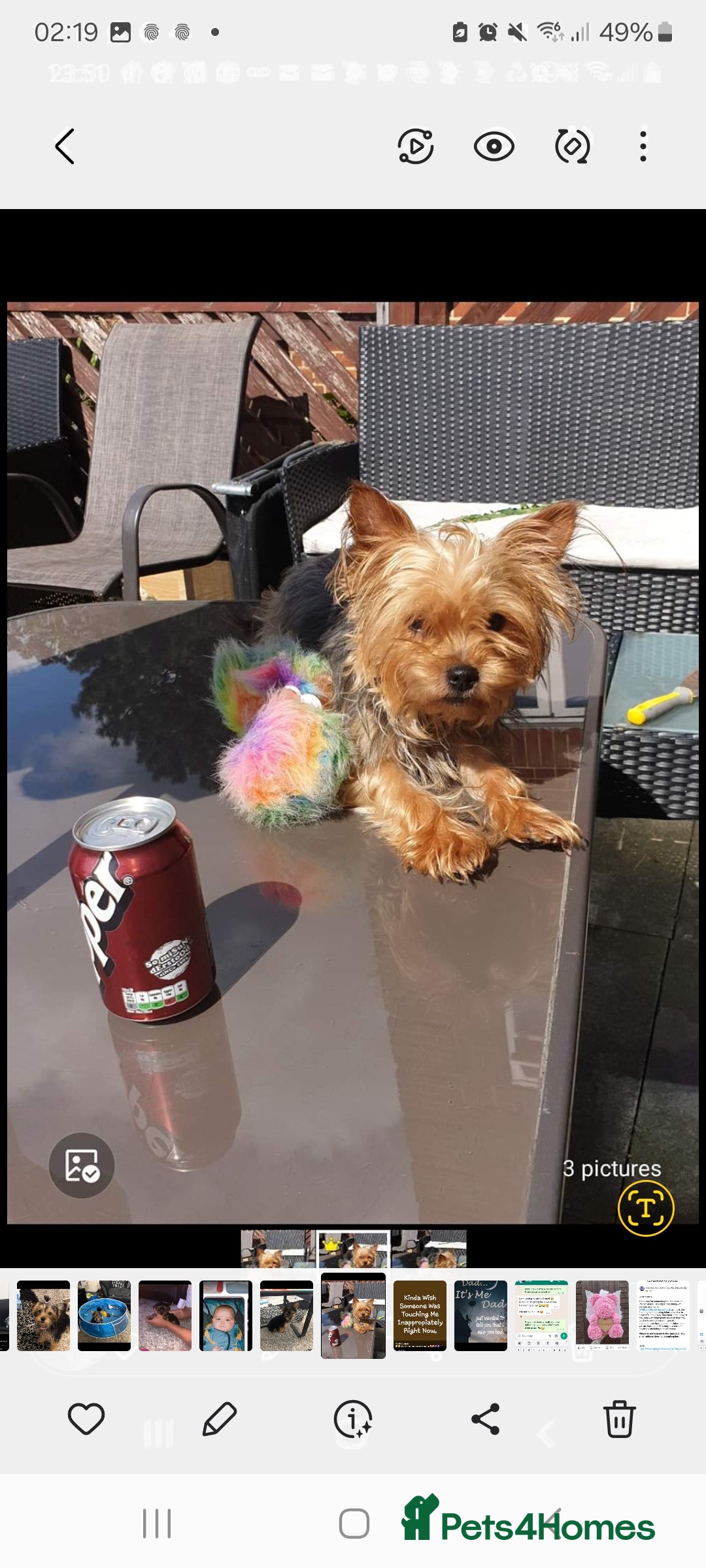 Mixed Breed dogs for sale: Yorkshire terrier cross pomeranian pups - Image 8