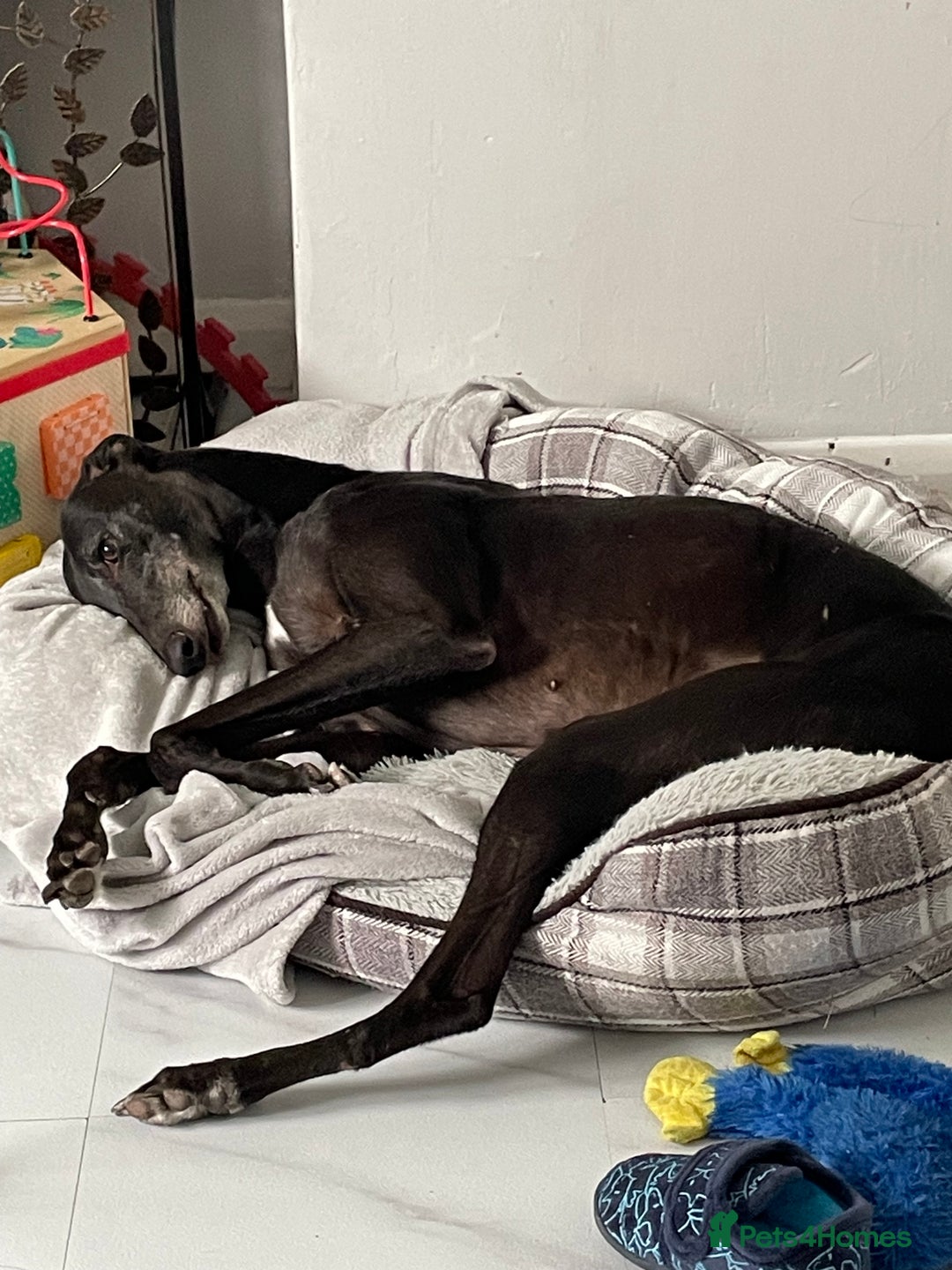 Greyhound dogs for sale: Ex racing greyhound - Image 2