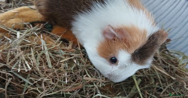 Guinea Pig rodents - Advert 5