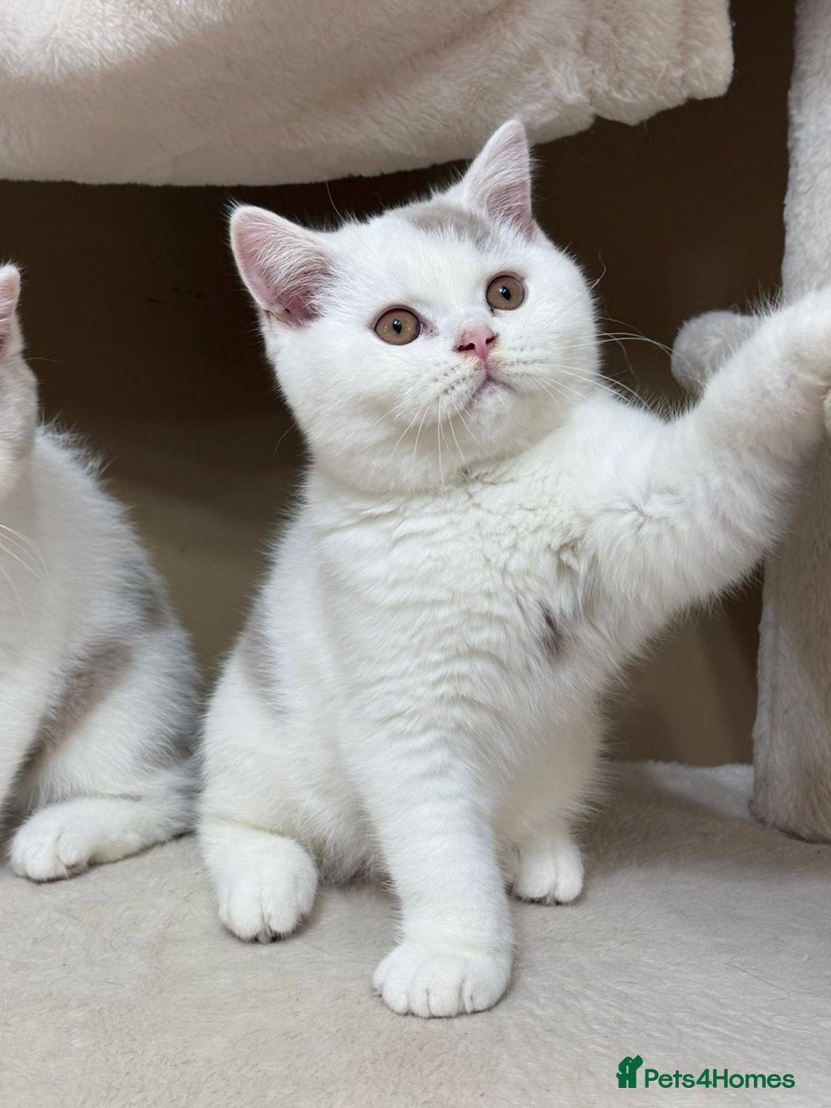 British Shorthair cats British shorthair male kittens  - Advert 16