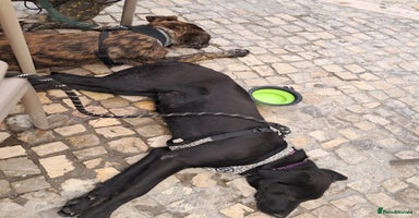 Mixed Breed dogs - Advert 3