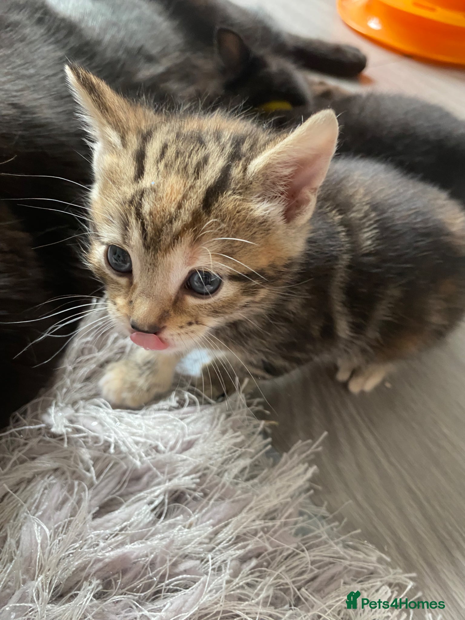 Mixed Breed cats Bengal cross American shorthairxBombay kittens 🐱  - Advert 1