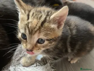 Mixed Breed cats Bengal cross American shorthairxBombay kittens 🐱 - Advert 1