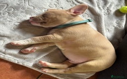 American Bully dogs for sale: American staffys  - Image 3