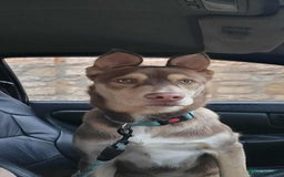 Mixed Breed dogs for sale: 6 month old siberian husky x labrador male - Image 1