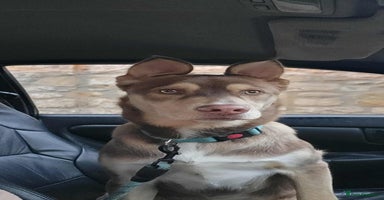 Mixed Breed dogs - Advert 13