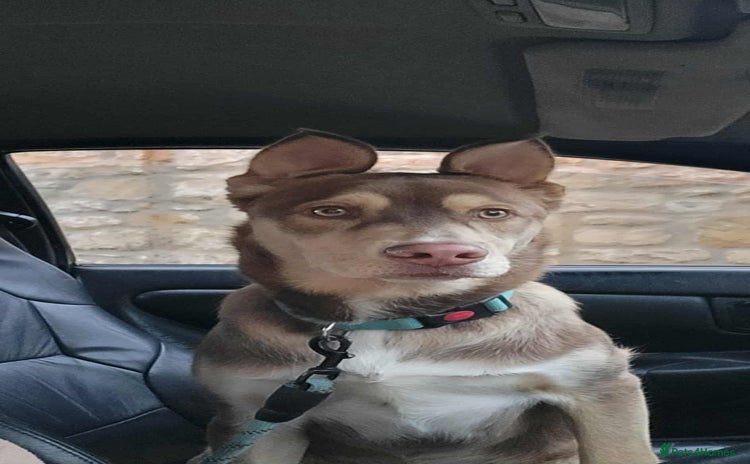 Mixed Breed dogs - Advert 8