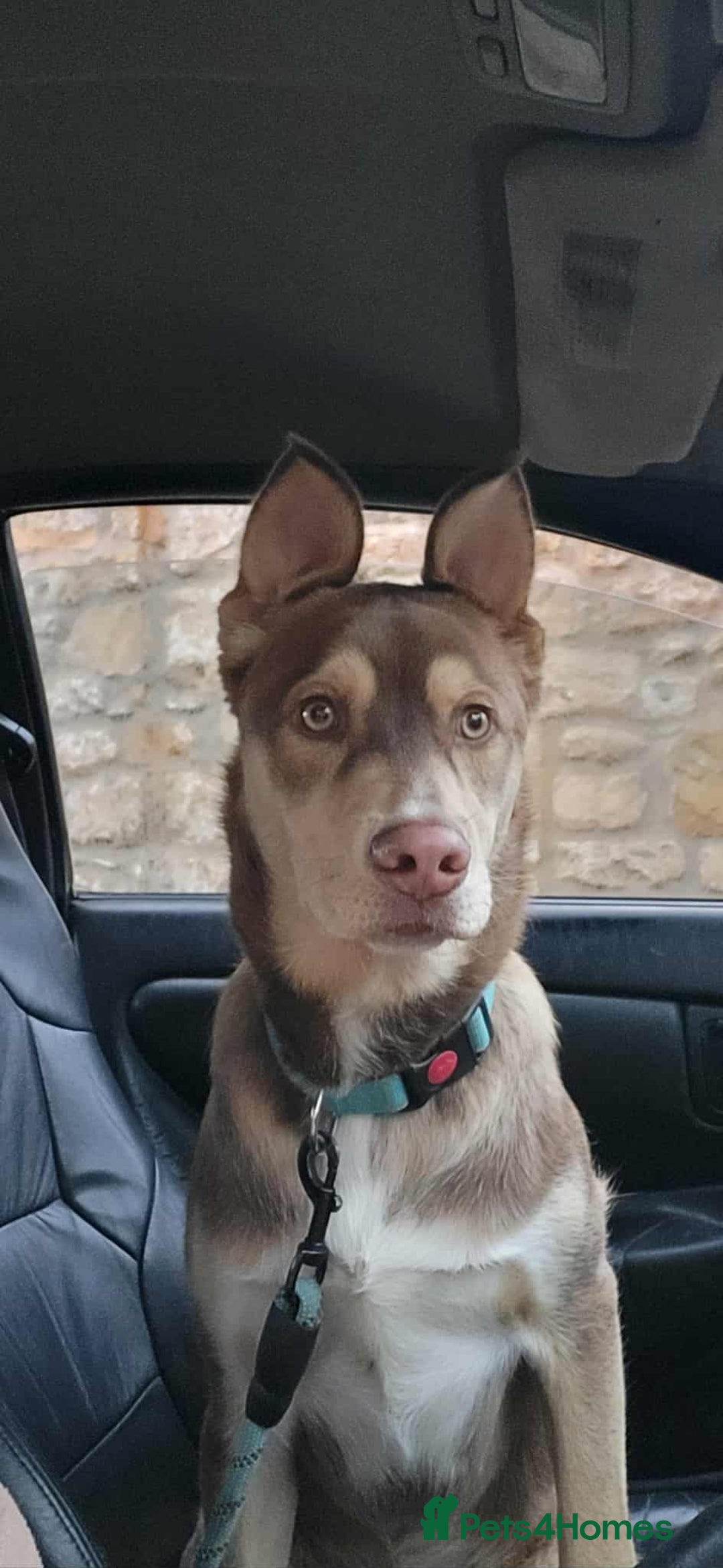 Mixed Breed dogs for sale: 6 month old siberian husky x labrador male - Image 1