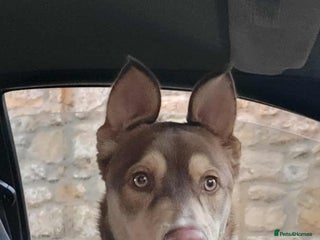 Mixed Breed dogs - Advert 1