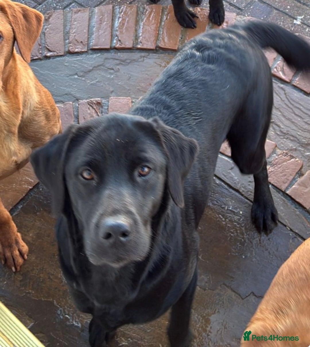 Labrador Retriever dogs for sale: 7 kc Labrador pups  - Advert 3