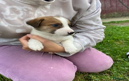 Mixed Breed dogs for sale: Beautiful Border Collie pups - Image 8
