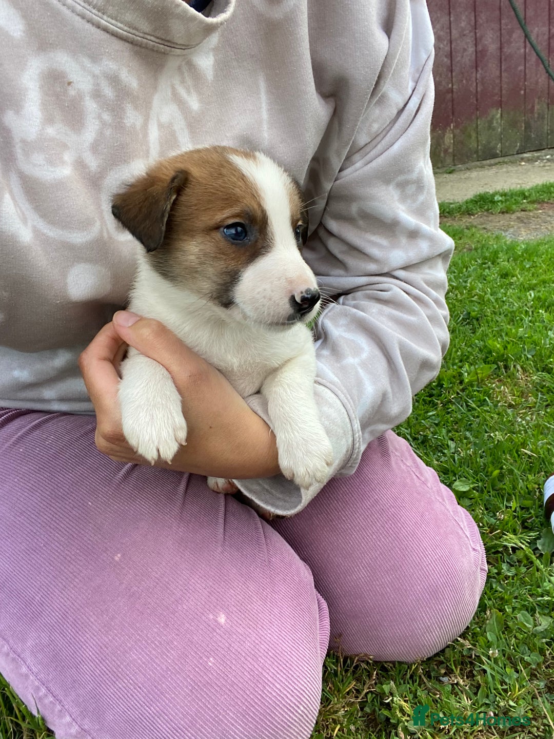 Mixed Breed dogs for sale: Beautiful Border Collie pups - Image 8