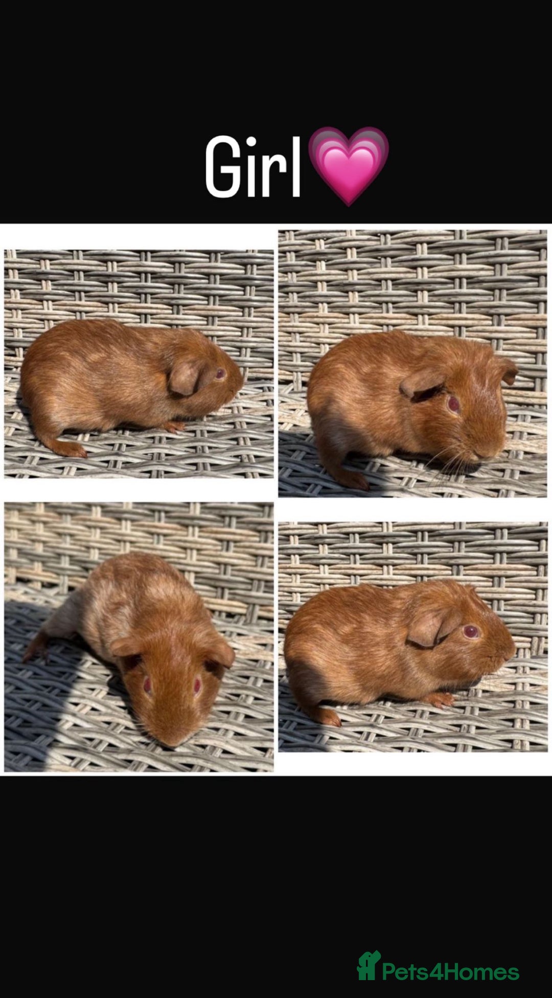 Guinea Pig rodents for sale: 5 Female, 2 male guinea pigs seeking new families - Image 4