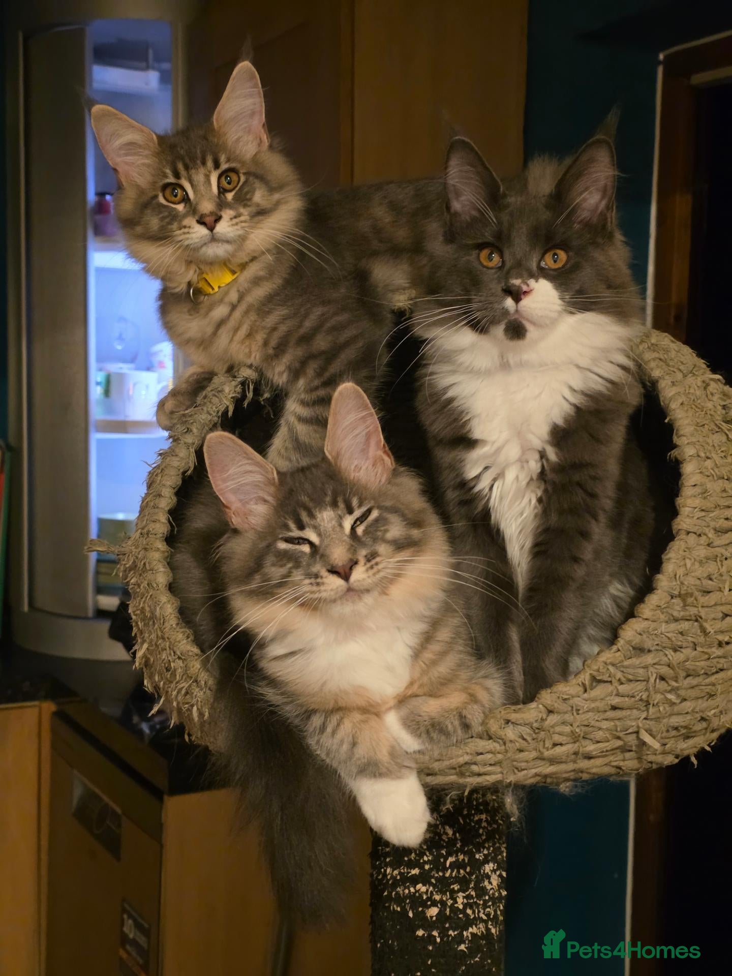 Maine Coon cats ❤️ TICA Registered Maine Coon Kittens Ready Now ❤️ - Advert 1