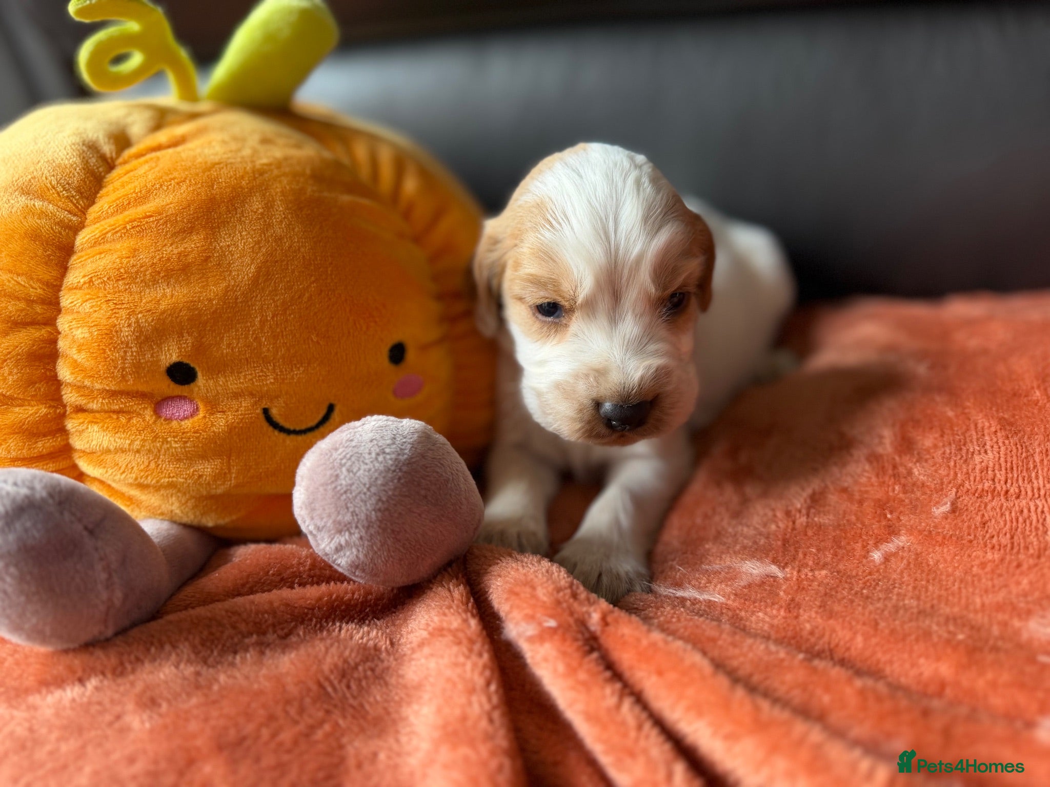 Cocker Spaniel dogs Cocker spaniel pups  - Advert 4