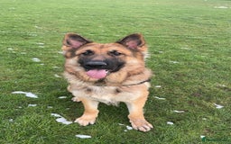 German Shepherd dogs for stud: Gorgeous German Shepherd male for stud - Image 3