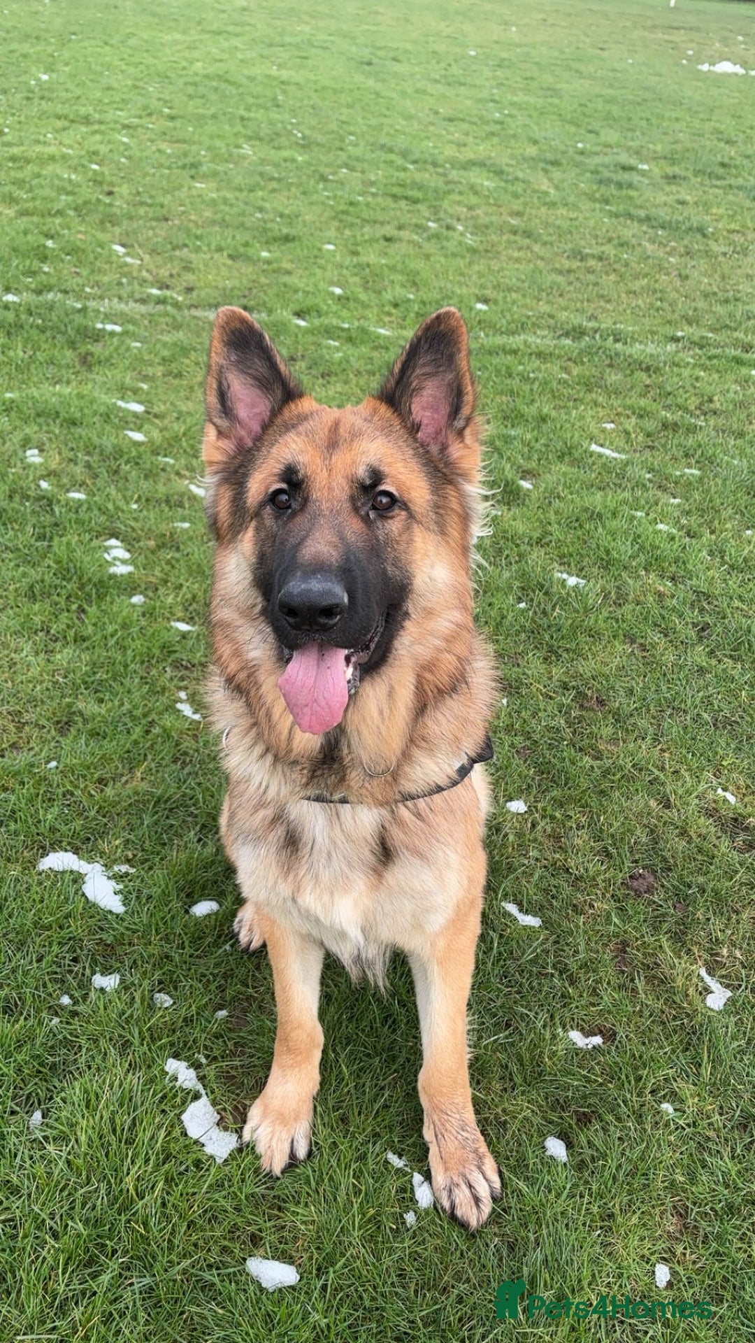 German Shepherd dogs for stud: Gorgeous German Shepherd male for stud - Image 3