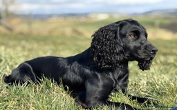 Cocker Spaniel dogs for stud: Champion Bred KC reg Health tested working Cocker - Image 7