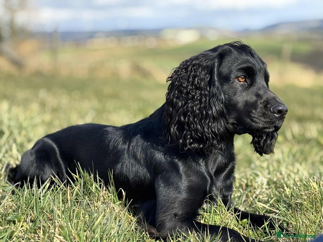 Cocker Spaniel dogs for stud: Champion Bred KC reg Health tested working Cocker - Image 7