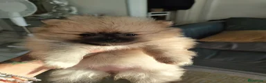 Pomeranian 1