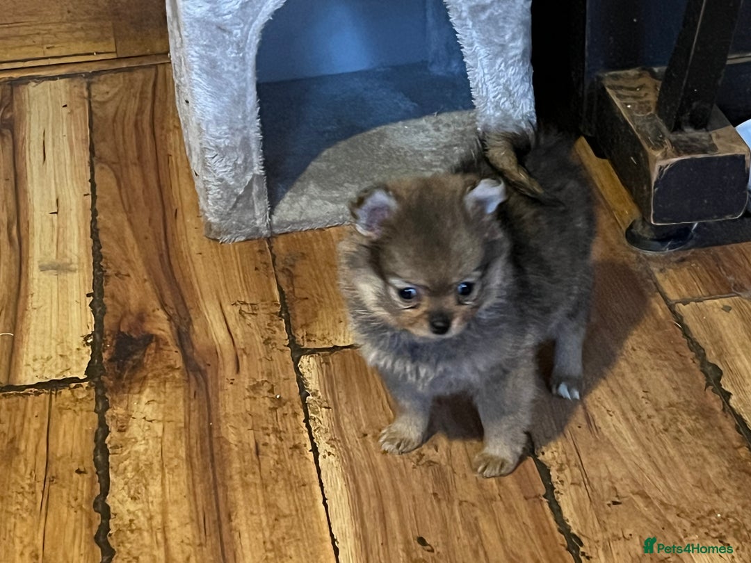 Pomeranian dogs for sale: 3 Pomeranian puppies  - Advert 9