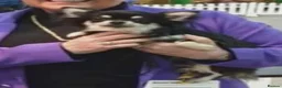 Chihuahua dogs for sale: Outstanding KC reg long haired chihuahuas - Advert 9