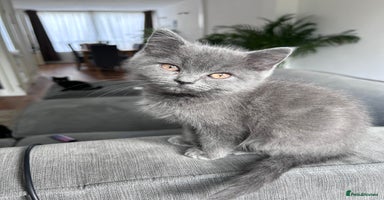 British Shorthair cats - Advert 4