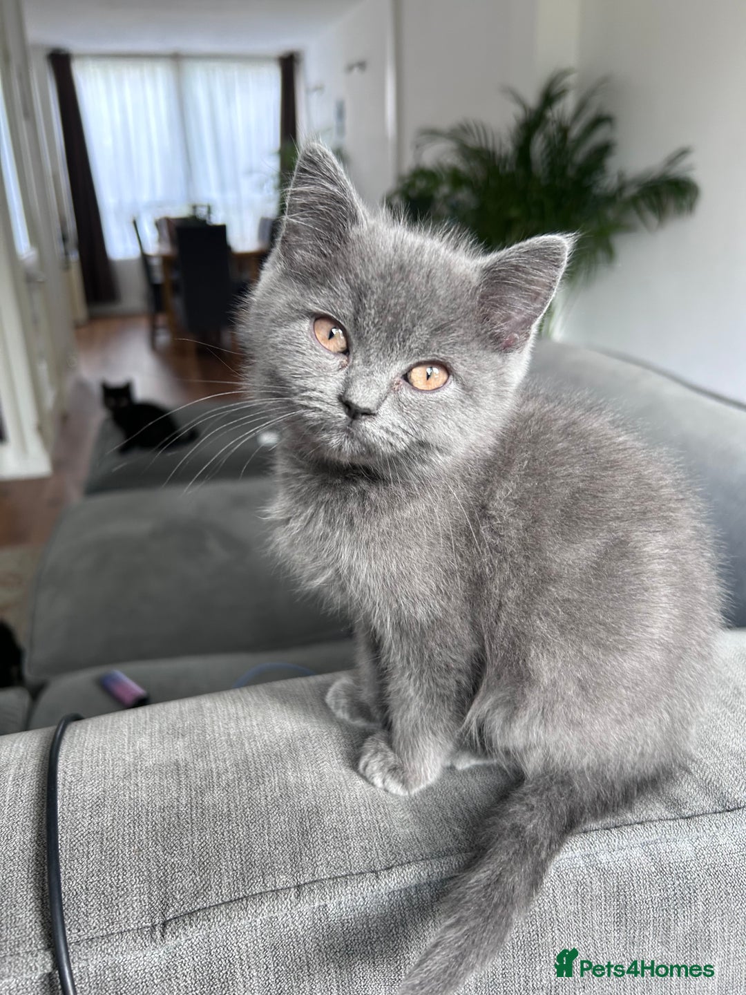 British Shorthair cats for sale: beautiful BSH girl (one girl left)  - Image 3