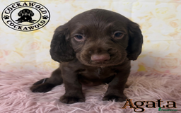 Cocker Spaniel dogs for sale: 🖤 Quality Cocker Spaniels 🖤 Ready Now 🖤 - Image 27