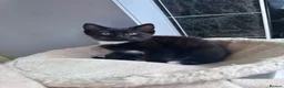 Mixed Breed cats for sale: Kitten  in Dagenham - Advert 8