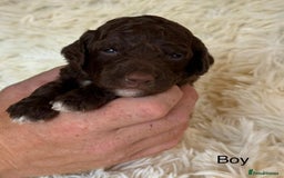 Cockapoo dogs for sale: beautiful merle cockapoo pups, ready 19th August - Image 12