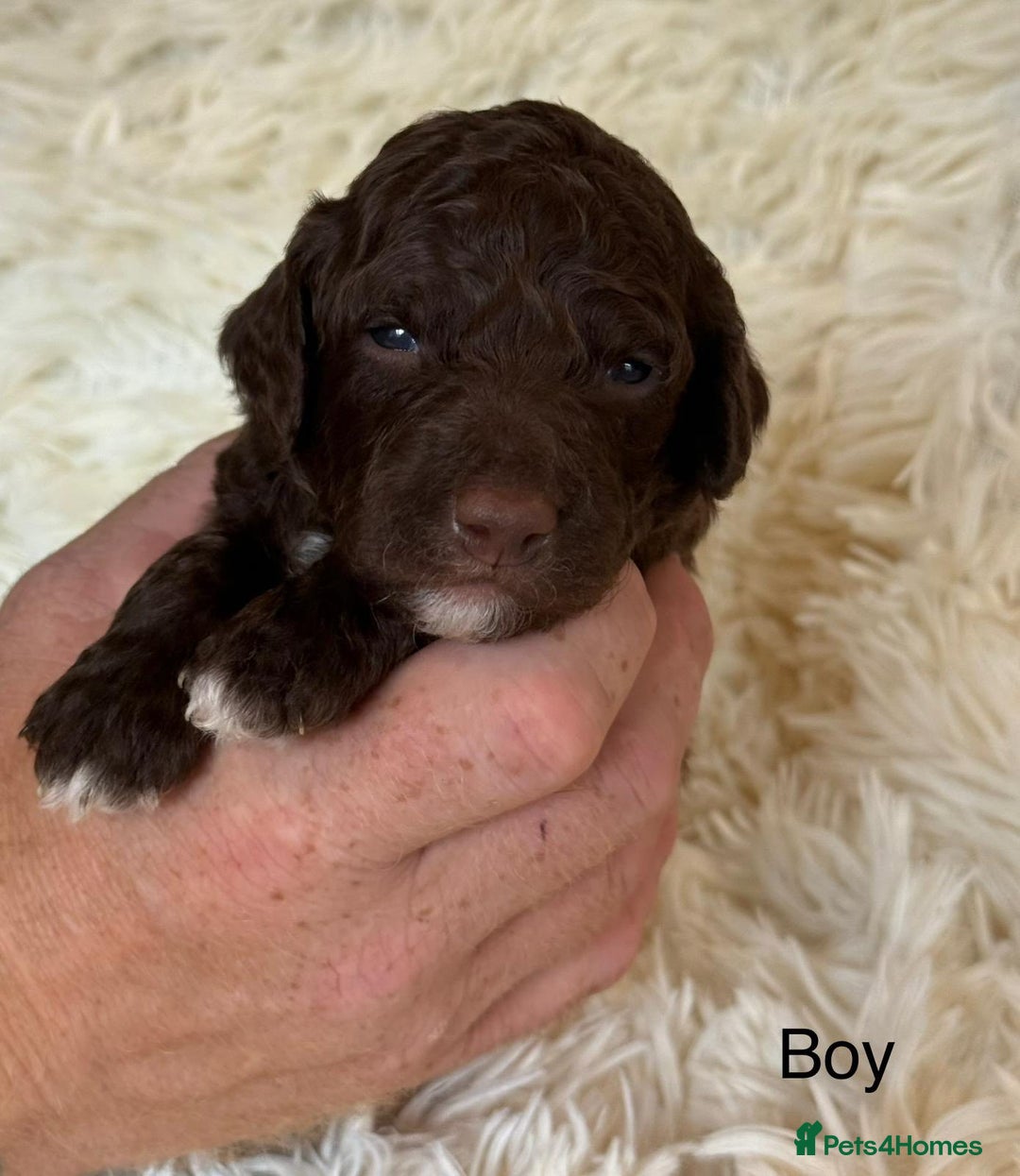 Cockapoo dogs for sale: beautiful merle cockapoo pups, ready 19th August - Image 12