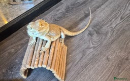 Dragon reptiles for sale: Bearded dragon ( Gunner )  - Image 1