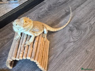 Dragon reptiles for sale - Advert 1