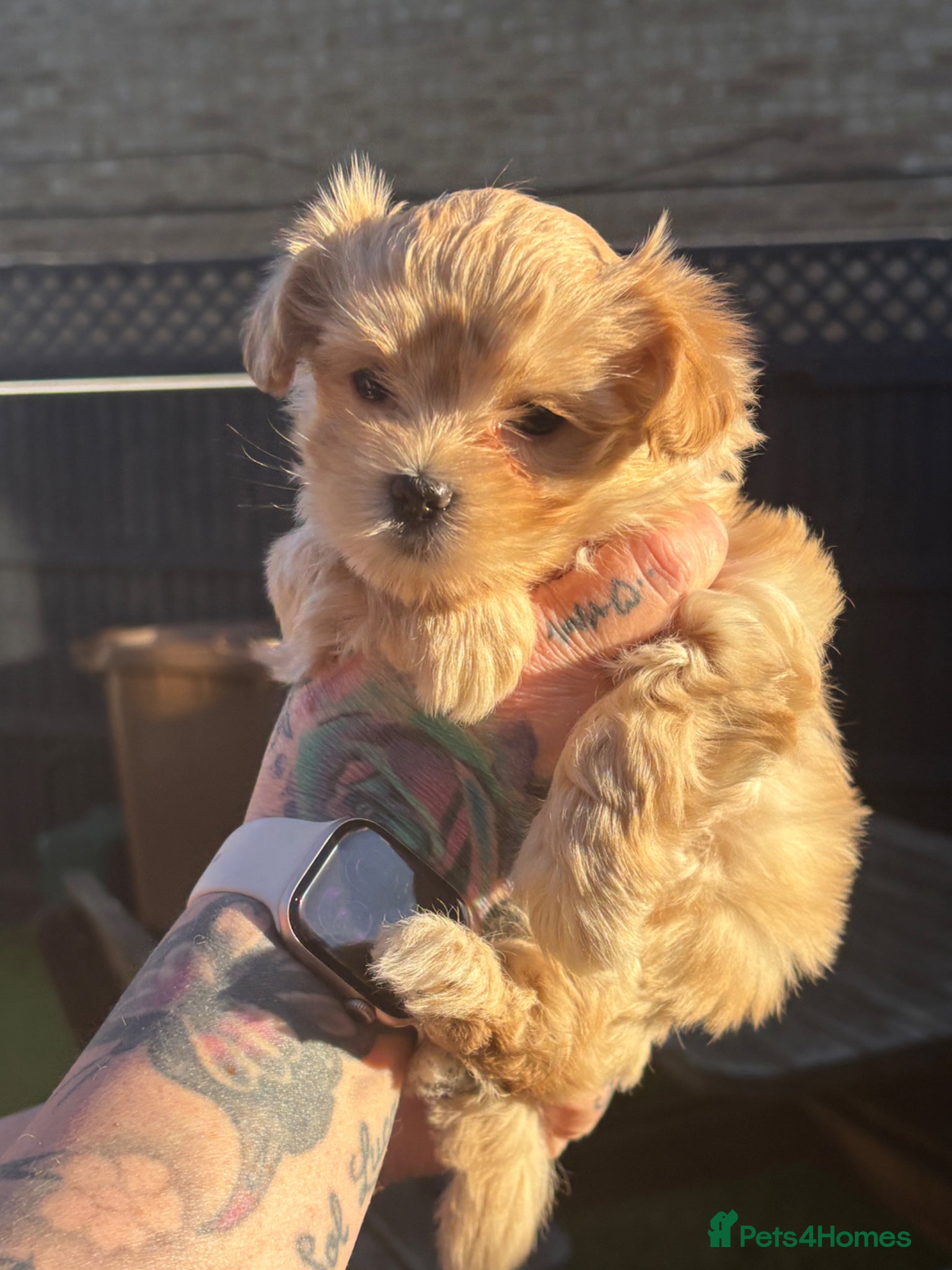 Maltipoo dogs Tiny maltipoos 1 boy and 1 champagne girl - Advert 4