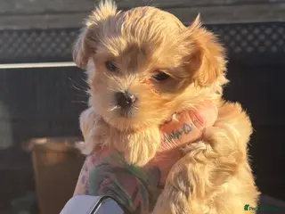 Maltipoo dogs Tiny maltipoos 1 boy and 1 champagne girl - Advert 4