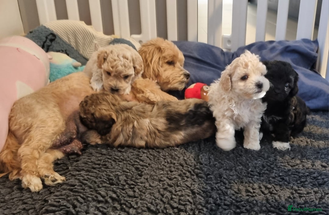 Maltipoo dogs for sale: Rare F2 Toy Maltipoos, DNA Clear + Basic Training - Image 35