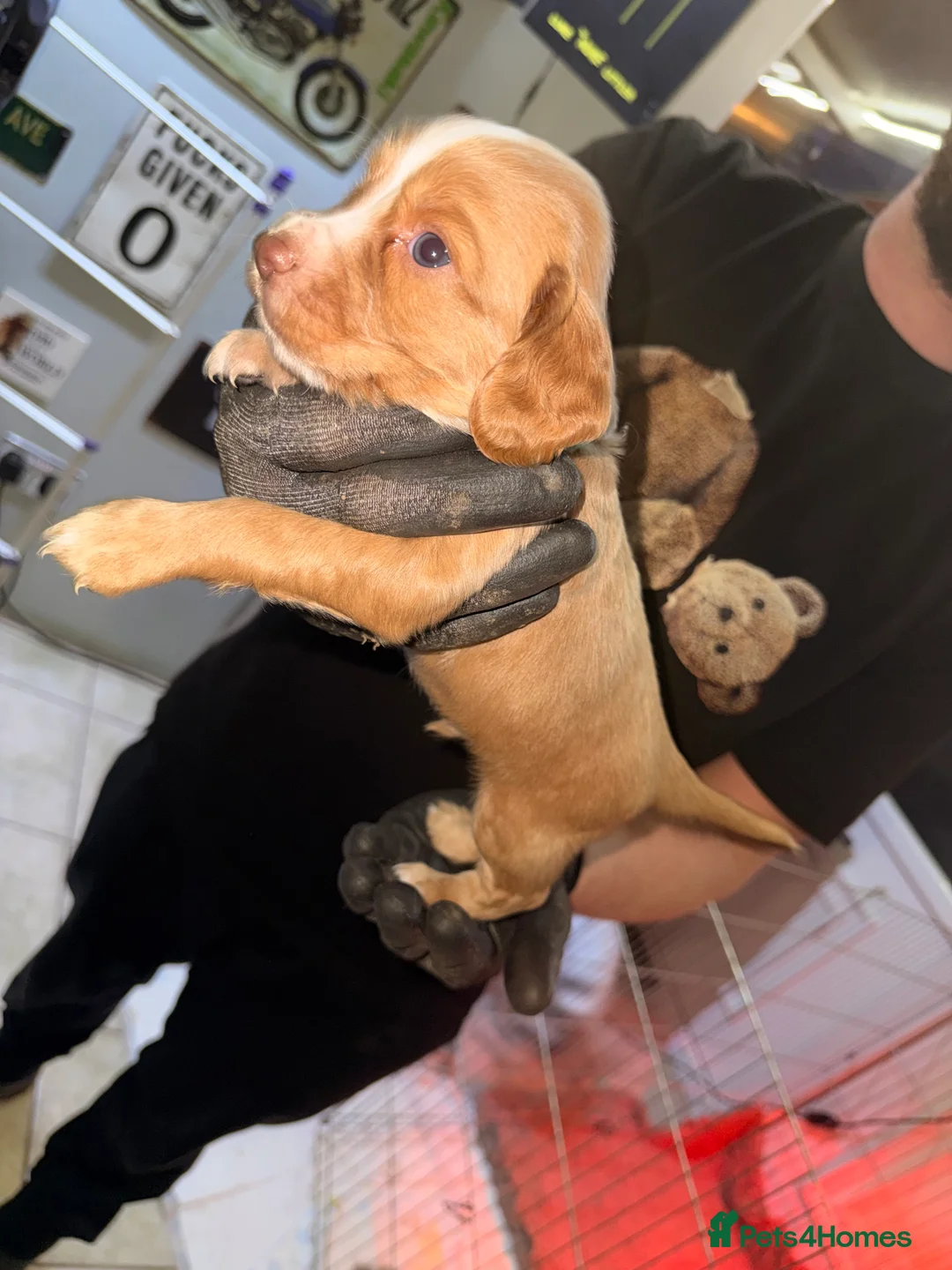 Sprocker dogs for sale: Sprocker Pups - Advert 22