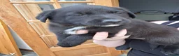 Borador dogs for sale: Lab x Collie Pups - Advert 3