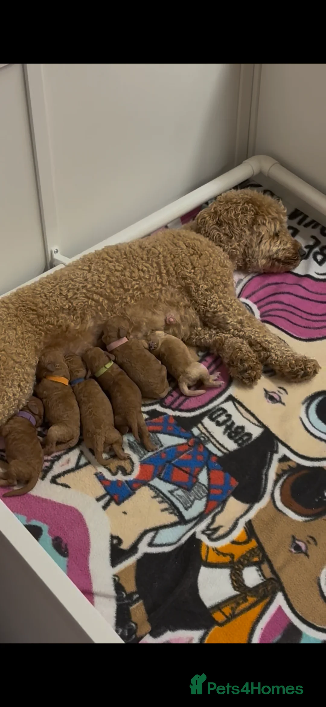 Cockapoo dogs for sale: 6 Tiny Cockapoos  - Advert 2