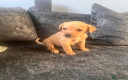 Labrador Retriever dogs for sale: Beautiful Labrador retrievers puppies  in Manchester - Image 15