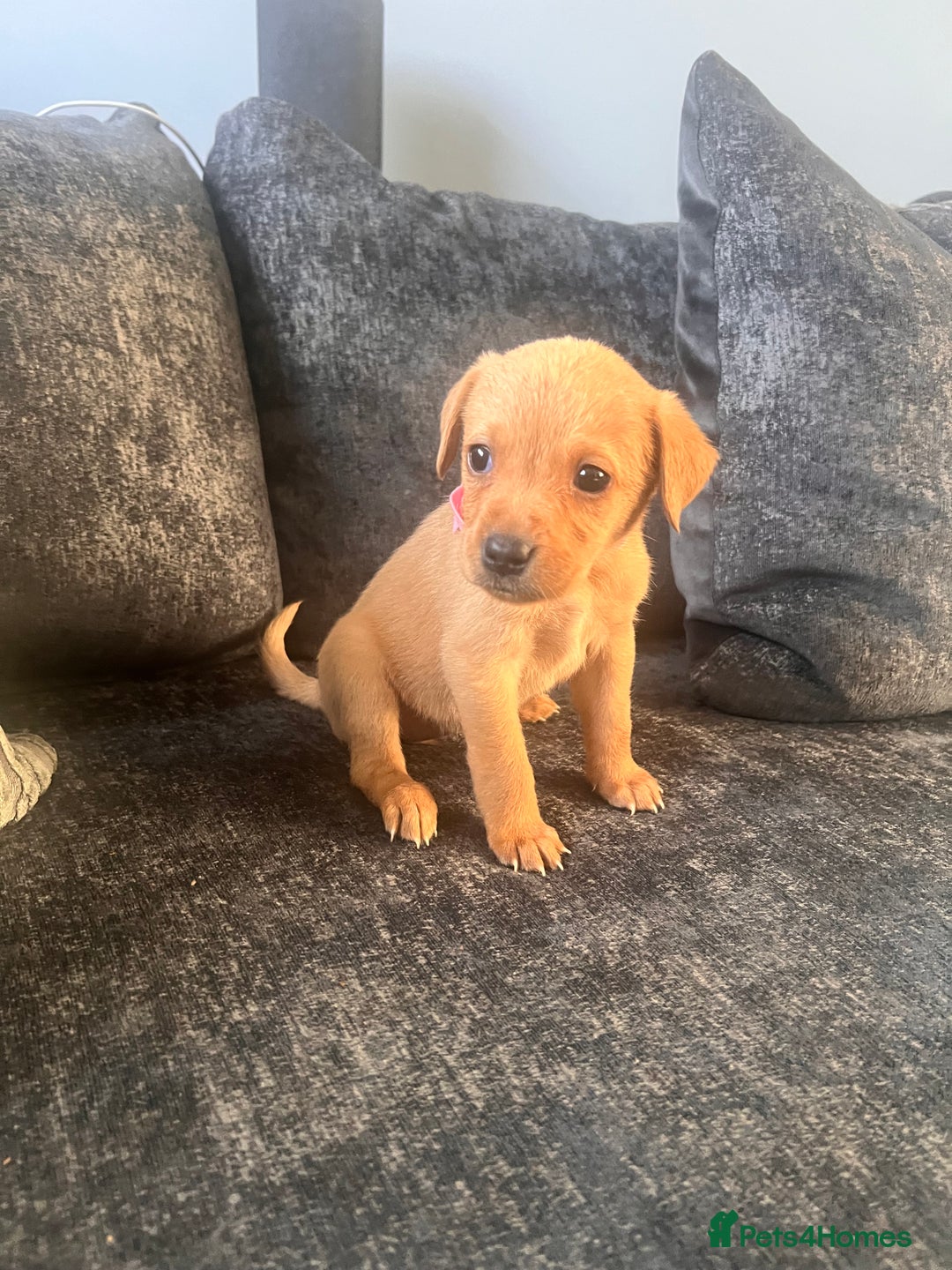 Labrador Retriever dogs for sale: Beautiful Labrador retrievers puppies  in Manchester - Image 15