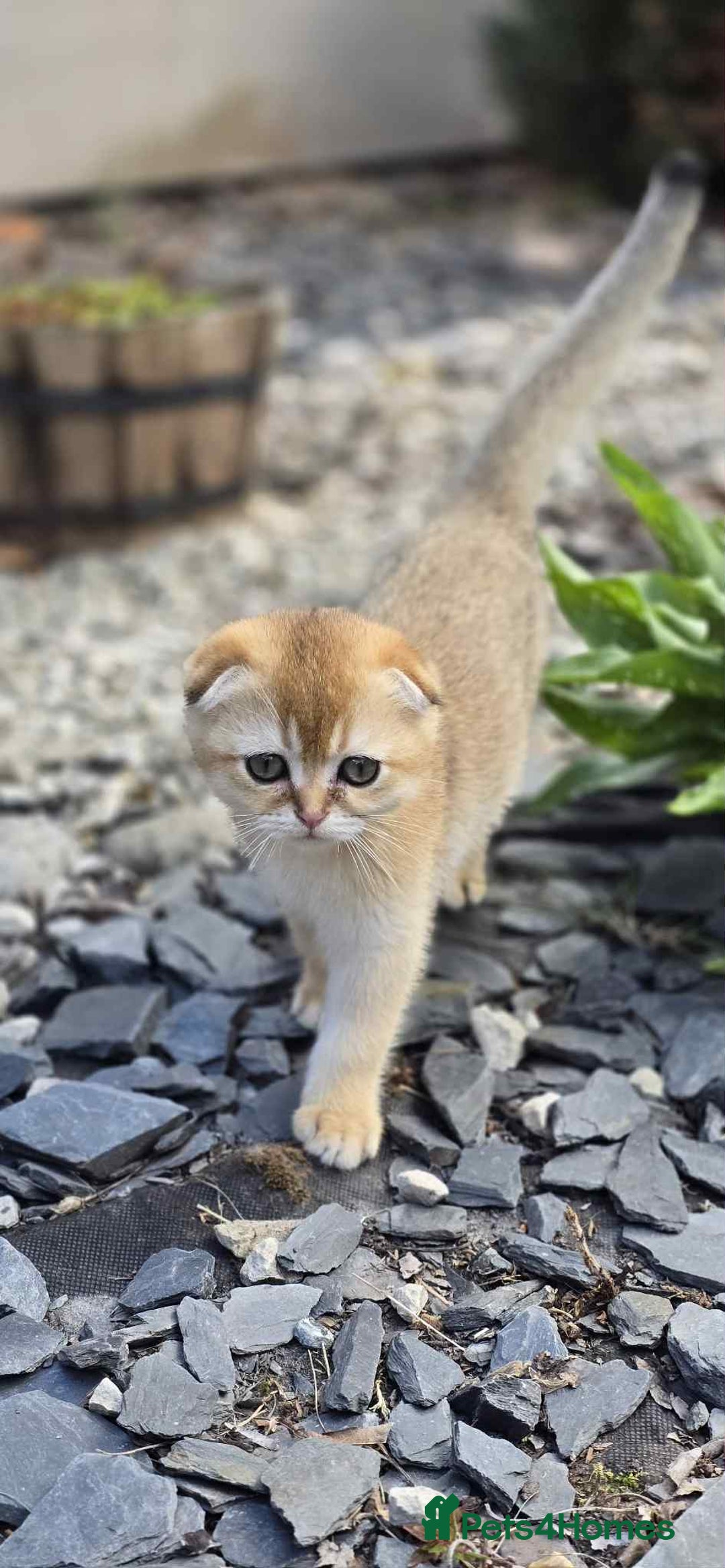 Scottish Fold cats for sale: 1male  1 female READY TO COLLECT - Image 21